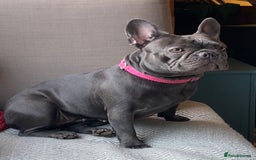 French Bulldog dogs for sale: French Bulldog 4 Boys and 3 girls  - Image 4