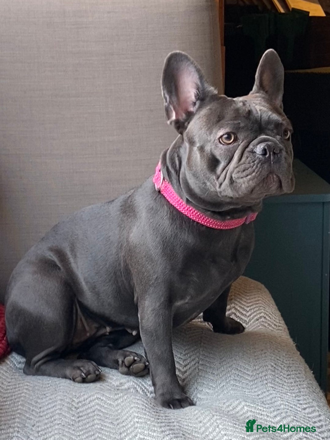 French Bulldog dogs for sale: French Bulldog 4 Boys and 3 girls  - Image 4