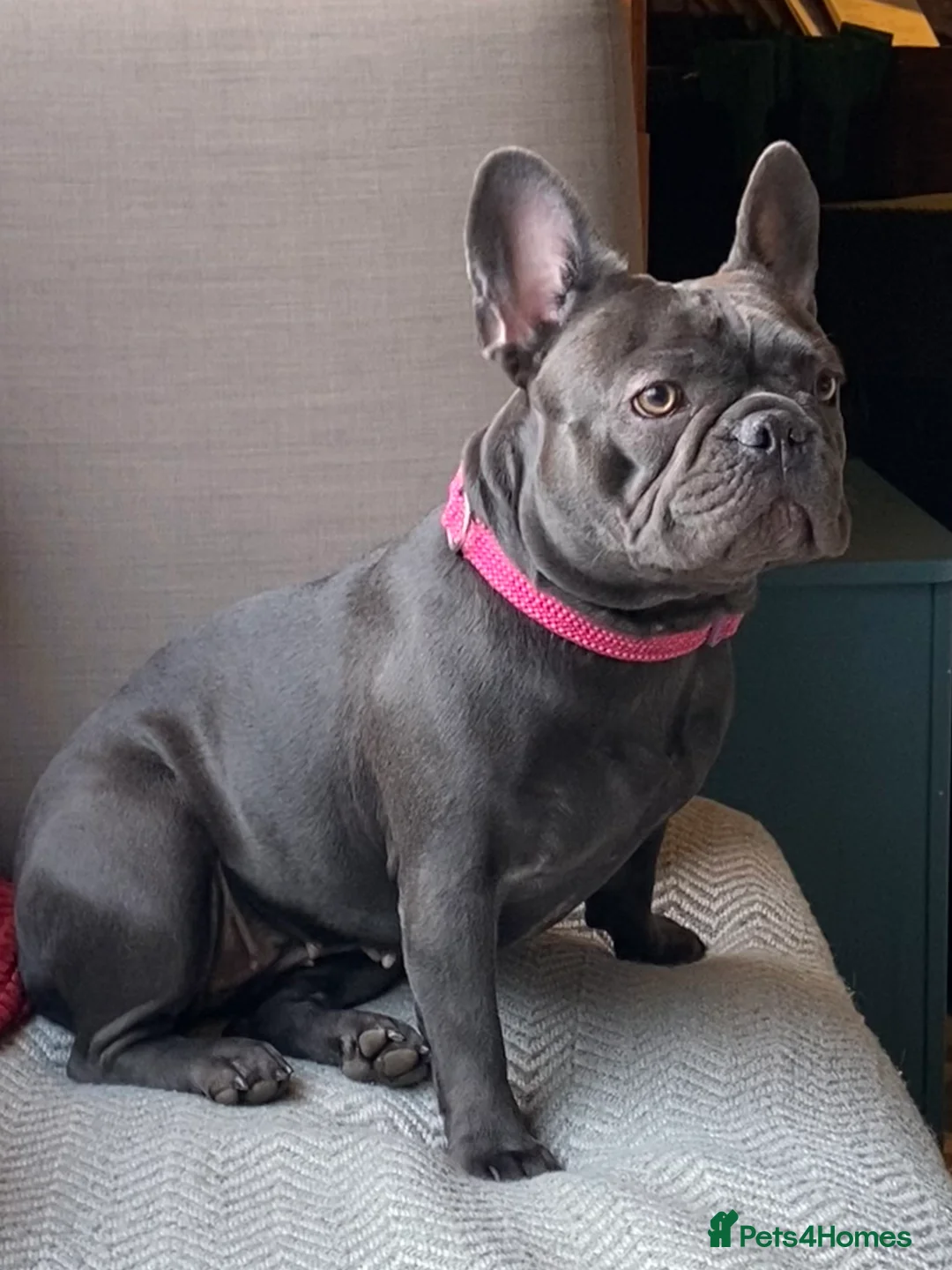 French Bulldog dogs for sale: KC registered French Bulldog Girl  & 1 Boys 🐶❤️ - Advert 7