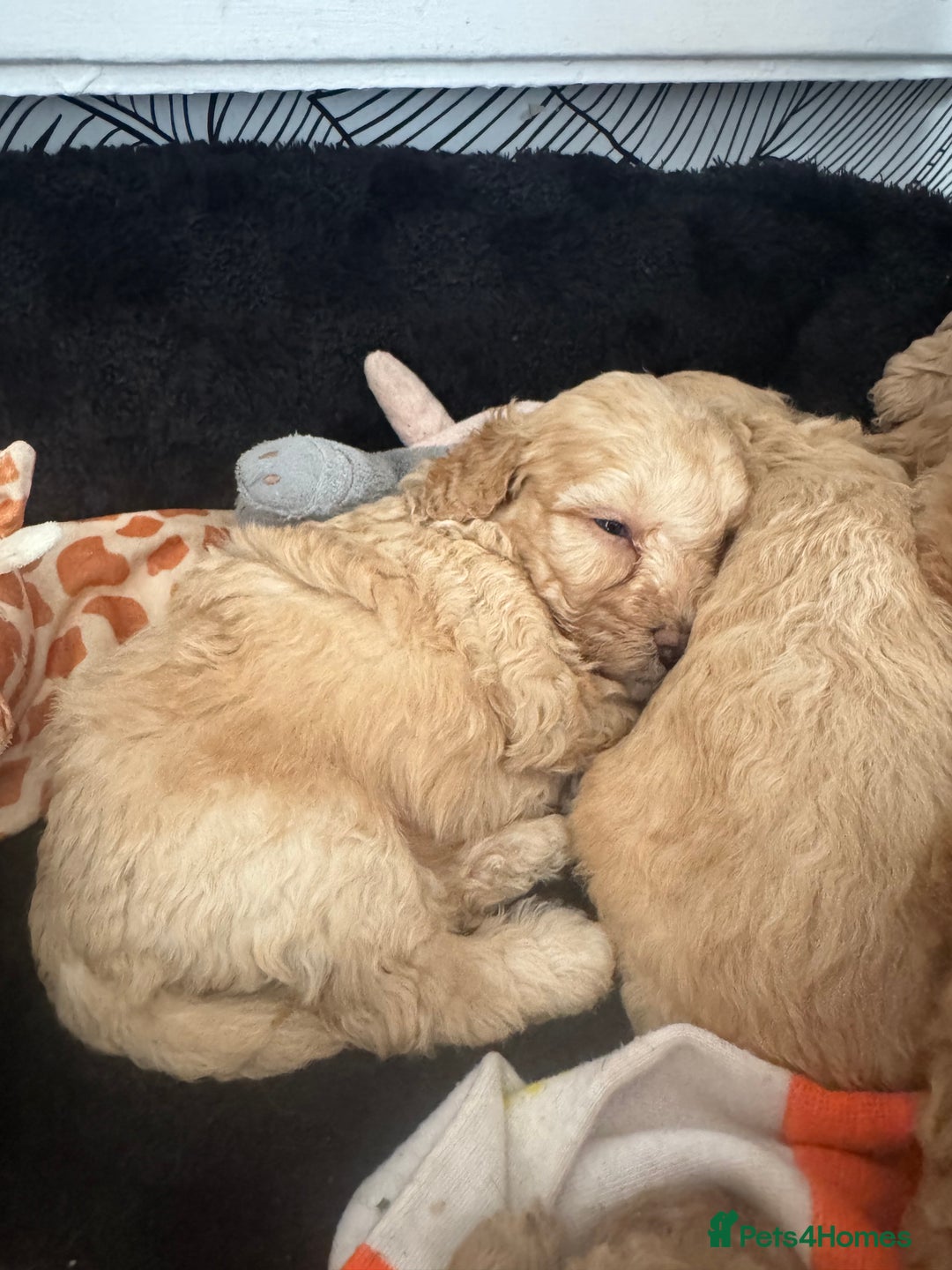 Cockapoo dogs for sale: 2 boys 2 girl Cockapoo puppy’s  - Image 11