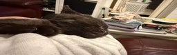 British Shorthair cats for sale: Last kitten - Dark Chocolate BSH - Advert 8