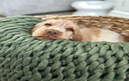 Cocker Spaniel dogs for sale: Show type cocker spaniels 🐶 ready now 🐶 - Image 15