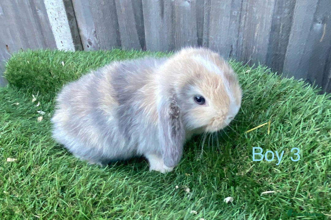 Mini Lion Lop rabbits for sale: Adorable Mini Lion Lops available for Loving Homes - Image 9