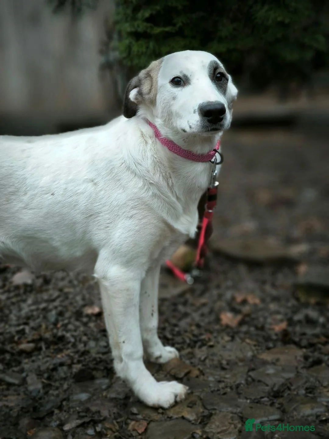 Mixed Breed dogs for adoption: ❤️PLIAMKA❤️8.5-month-old loving and playful girl in Oxford - Advert 13