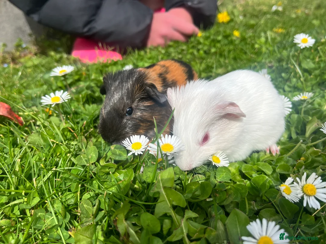 Guinea Pig rodents for sale: Cute baby guinea pigs  - Advert 1