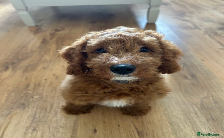Cockapoo dogs - Advert 3