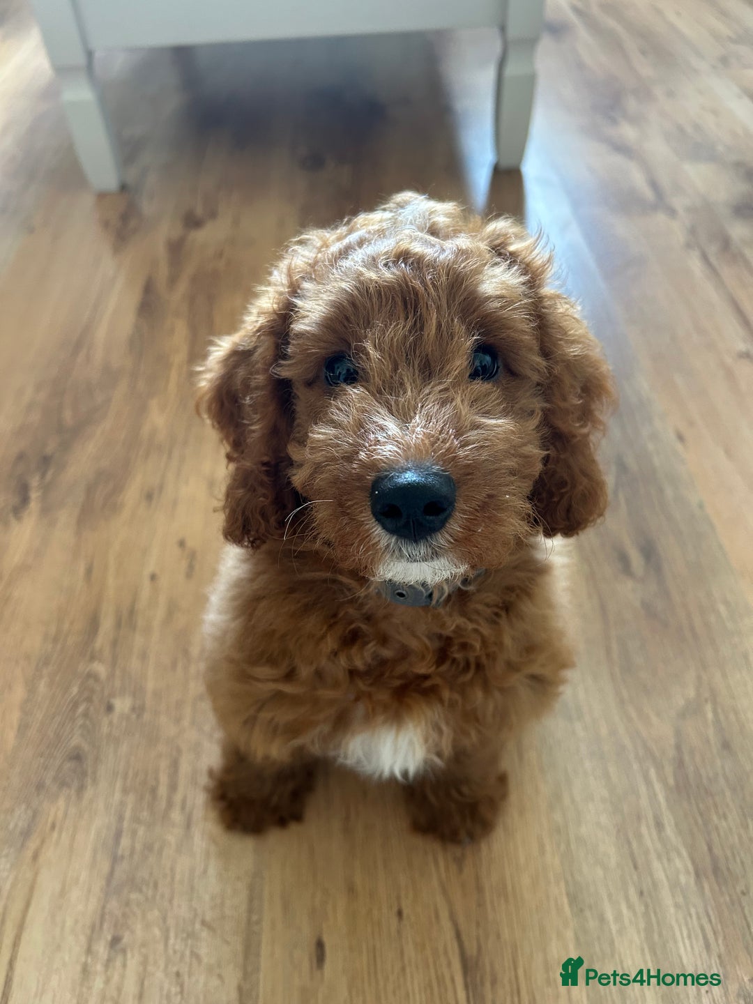 Cockapoo dogs for sale: Toy Cockapoo  - Image 1