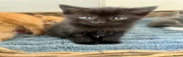 Ragdoll cats for sale: Very affectionate loving black ragdoll boy  - Advert 9