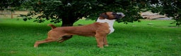 Boxer dogs for stud: 💥TOP QUALITY PROVEN FLASHY KC BOBTAIL FOR STUD💥 in Liverpool - Advert 4