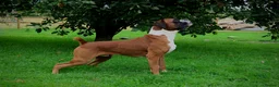 Boxer dogs for stud: 💥TOP QUALITY PROVEN FLASHY KC BOBTAIL FOR STUD💥 in Liverpool - Advert 4