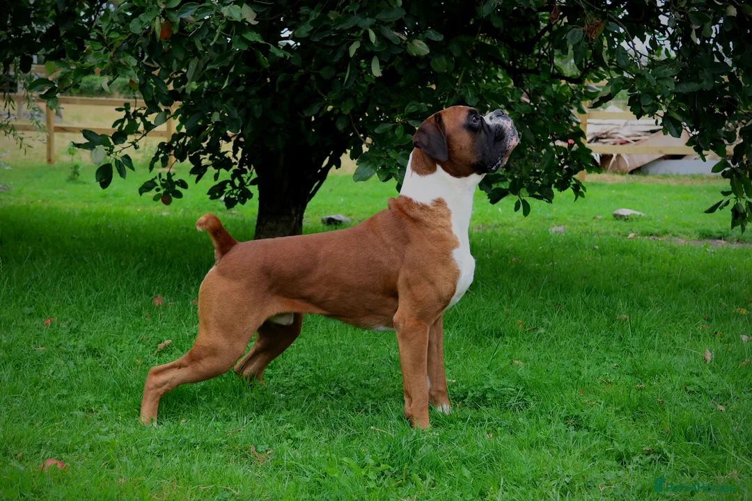Boxer dogs for stud: 💥TOP QUALITY PROVEN FLASHY KC BOBTAIL FOR STUD💥 in Liverpool - Advert 4
