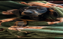 Dachshund dogs for sale: 5 stunning Dachshund puppies - Image 23