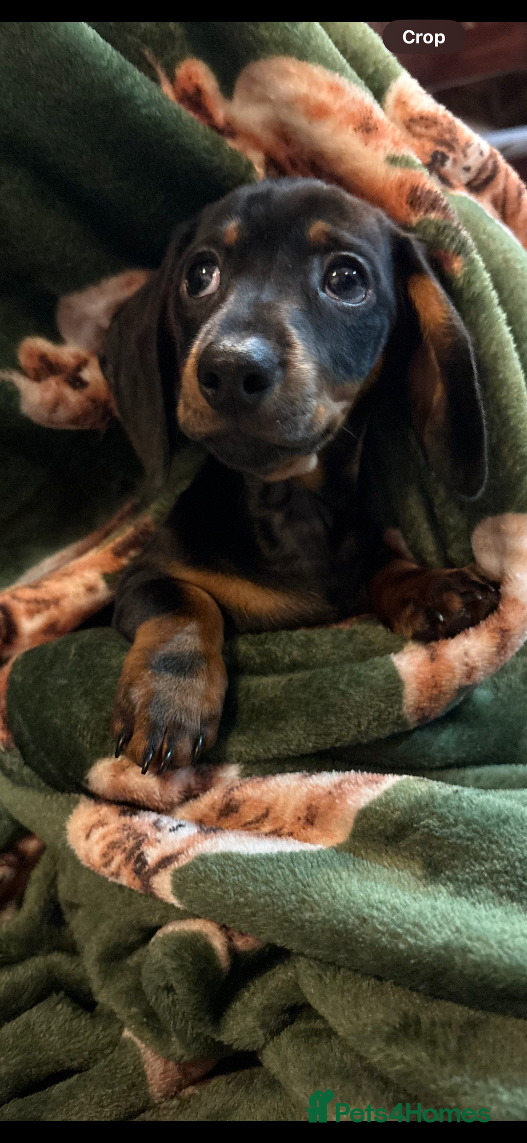 Dachshund dogs for sale: 5 stunning Dachshund puppies - Image 23