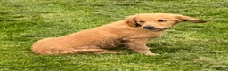 Golden Retriever dogs for sale: Healthy Beautiful GR Puppies - Advert 7