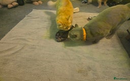 Mixed Breed cats for sale: Last girl left  - Image 12