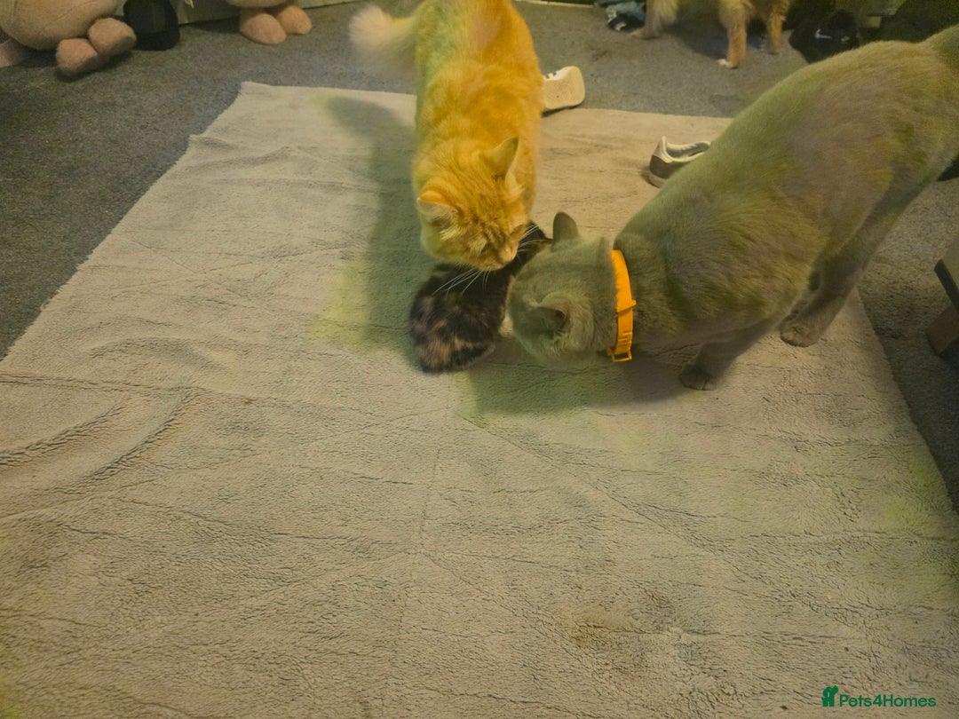 Mixed Breed cats for sale: Last girl left  - Image 12