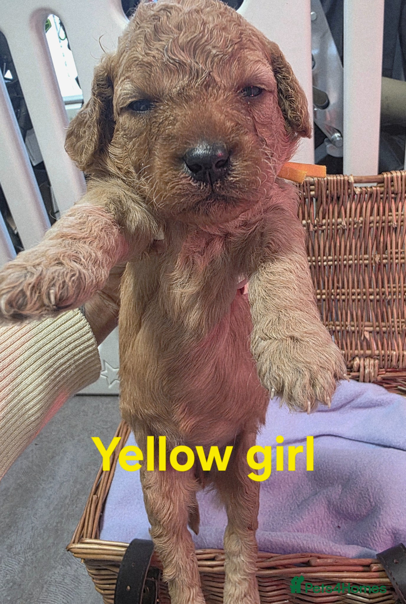 Mini Goldendoodle dogs for sale: Mini F1B Goldendoodles in Ballymoney - Advert 6