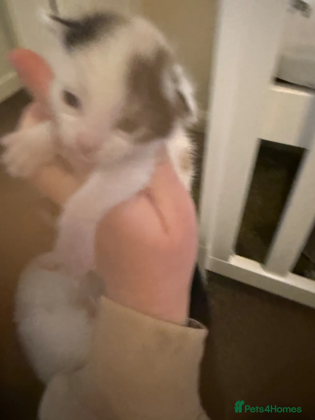 Mixed Breed cats for sale: Gorgeous kittens  - Advert 34