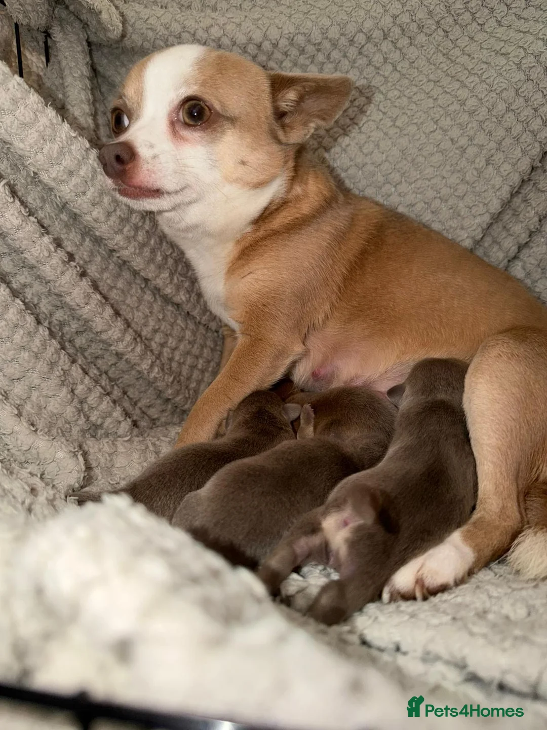 Chihuahua dogs for sale: Rare blue lilac miniature chihuahua  - Advert 2