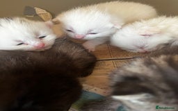 Mixed Breed cats for sale: 5 beautifull short hair. Kitten  - Image 4