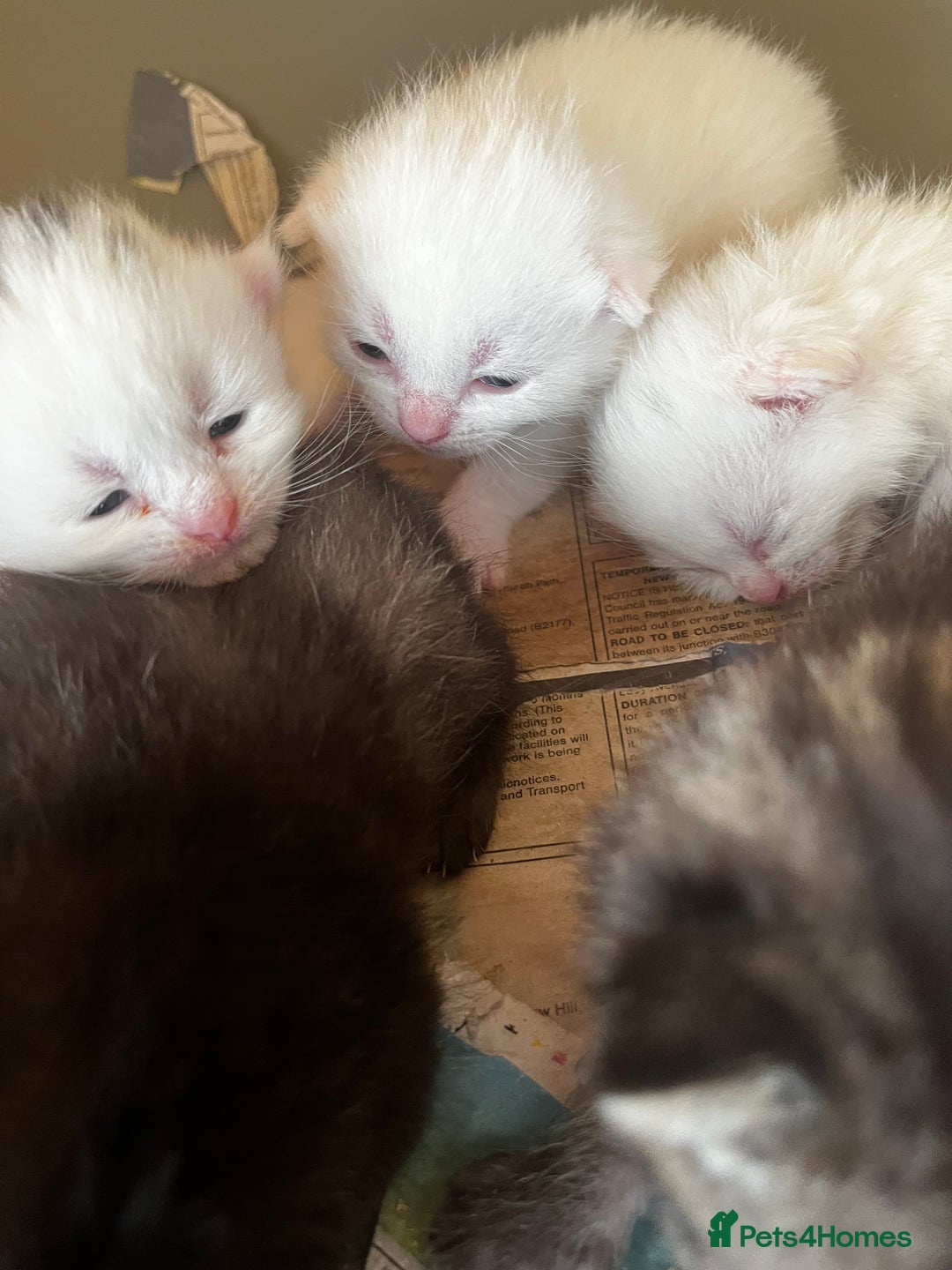 Mixed Breed cats for sale: 5 beautifull short hair. Kitten  - Image 4