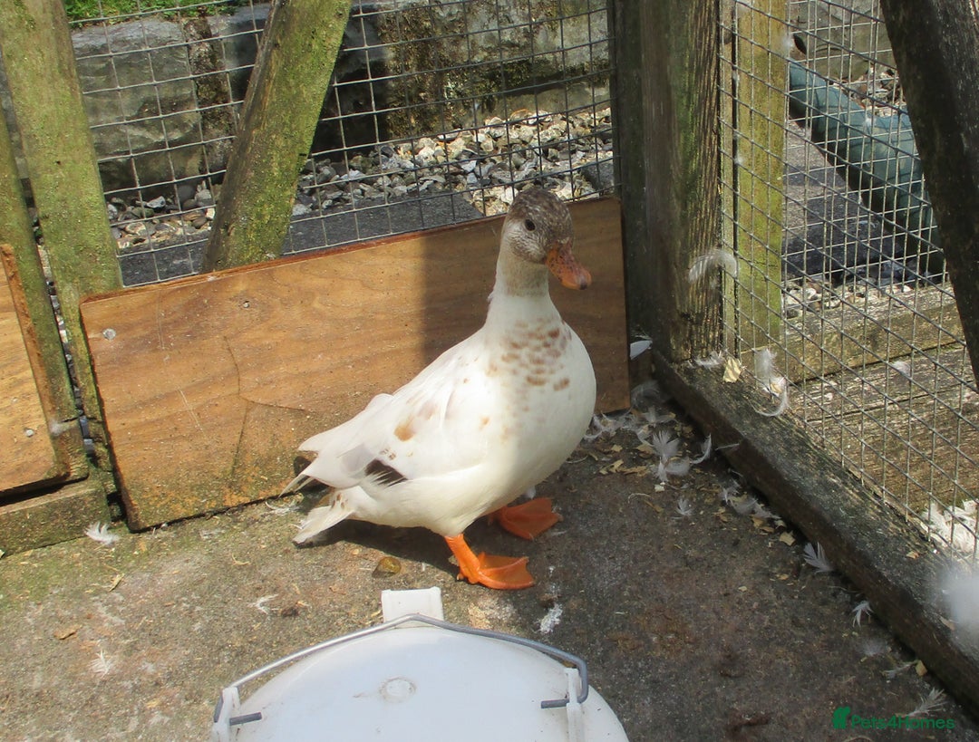 Ducks poultry for sale: A Pair of Chocolate Silver Call Ducks - Image 3