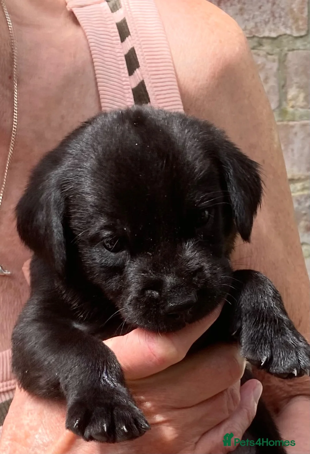 Labrador Retriever dogs for sale: Beautiful litter of black Labrador pups  in Beverley - Advert 1
