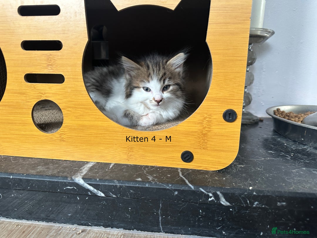 British Longhair cats for sale: Gorgeous Long Hair Tabby's - Ready 25/10/25 - Image 1