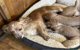Cocker Spaniel dogs for sale: Beautiful Red Cocker Spaniel Puppies - Image 12