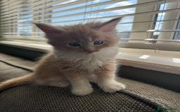 Maine Coon cats for sale: Xl Beautiful Mainecoon kittens for sale - Image 7