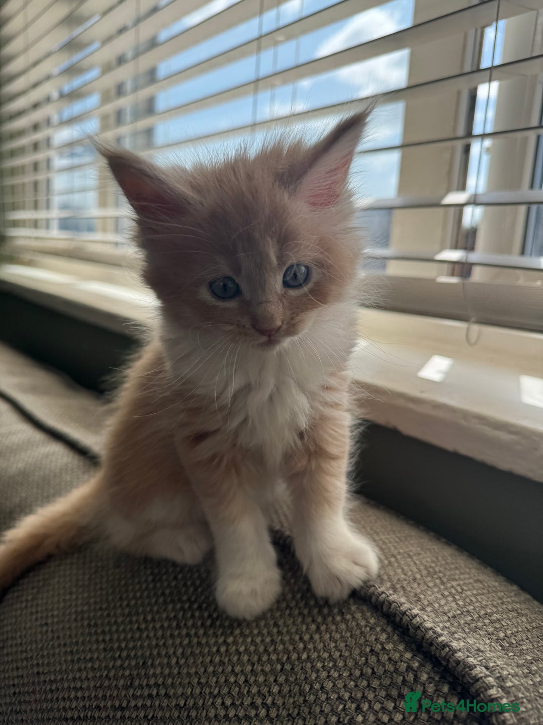 Maine Coon cats for sale: Xl Beautiful Mainecoon kittens for sale - Image 7