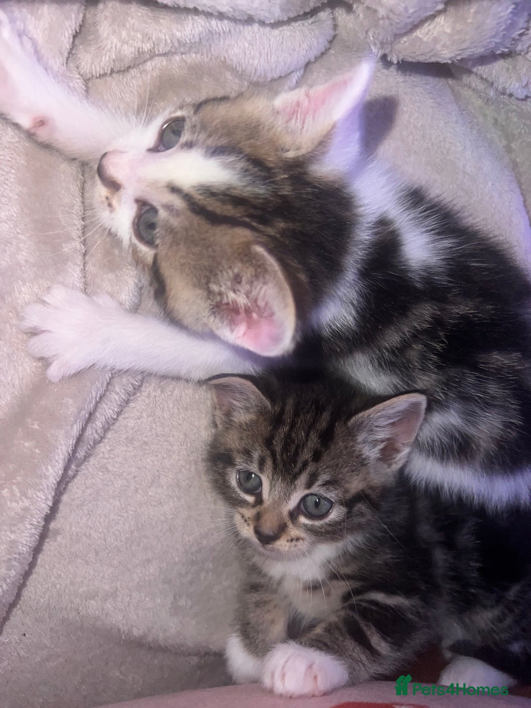 Domestic Shorthair cats for sale: 5 beautiful kittens for sale  - Image 8