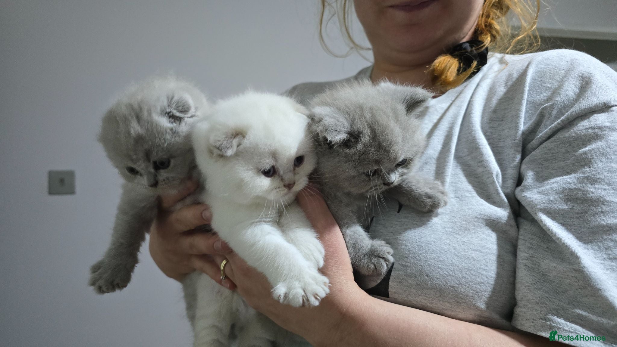 Scottish Fold cats Scottish fold  - Advert 1