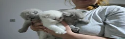 Scottish Fold cats for sale: Scottish fold  - Advert 1