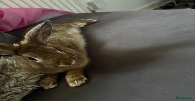 Dwarf Lop rabbits - Advert 6