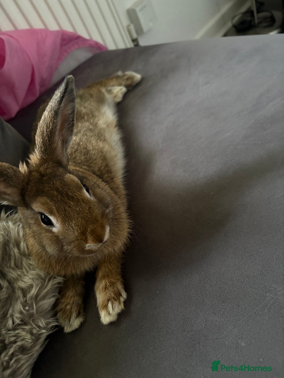 Dwarf Lop rabbits for sale: Dwarf lop - Image 2