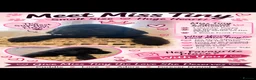 Labrador Retriever dogs for sale: 🐾 Beautiful Labrador Puppy Litter 🐾 - Advert 4