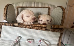 Clumber Spaniel dogs for sale: Fantastic Clumber Spaniel Puppy’s  - Image 8