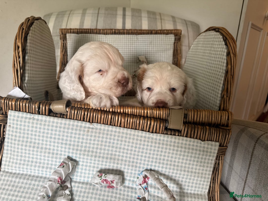 Clumber Spaniel dogs for sale: Fantastic Clumber Spaniel Puppy’s  - Image 8