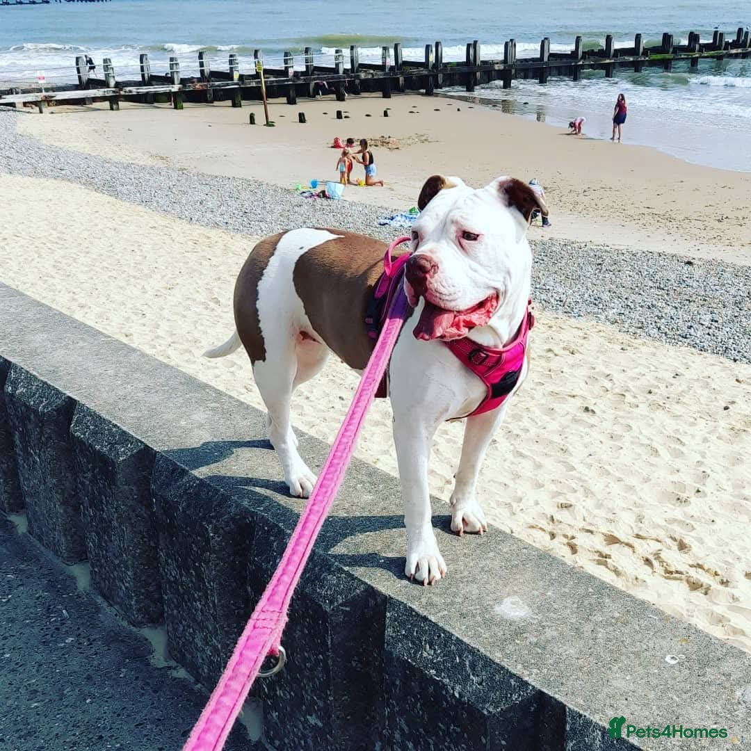 American Bulldog dogs American bulldog - Advert 1