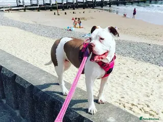 American Bulldog dogs American bulldog - Advert 1