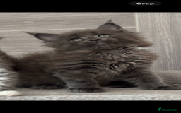 Maine Coon cats for sale: TICA DNA tested 5 Gen Pedigree  - Image 7