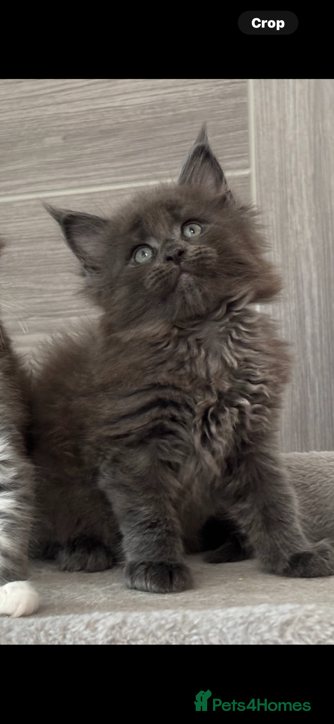 Maine Coon cats for sale: TICA DNA tested 5 Gen Pedigree  - Image 7