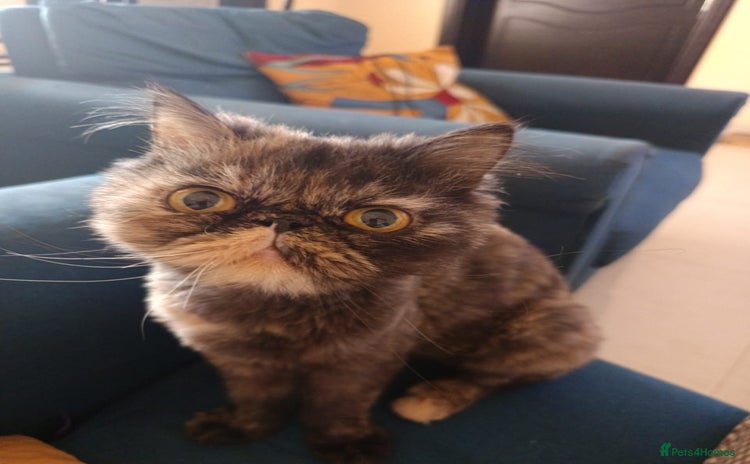 Mixed Breed cats - Advert 4