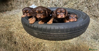 Cocker Spaniel dogs - Advert 8