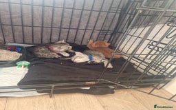 Mixed Breed cats for sale: Beautiful Kittens Available ✨️ in ELY - Image 38