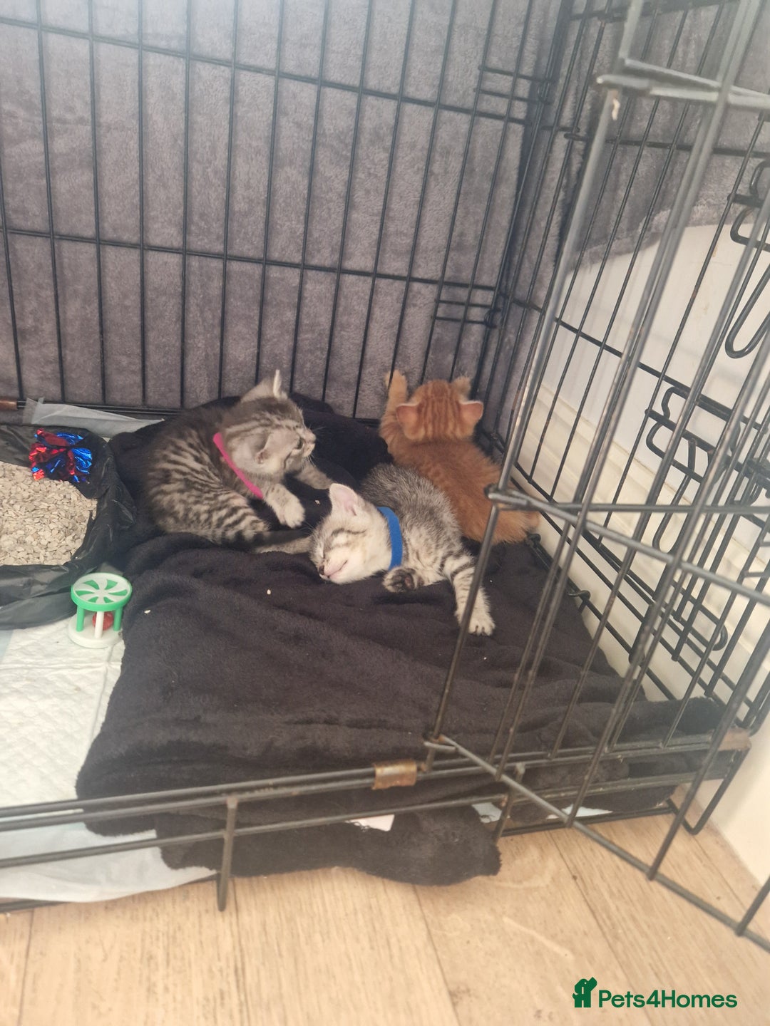 Mixed Breed cats for sale: Beautiful Kittens Available ✨️ in ELY - Image 38