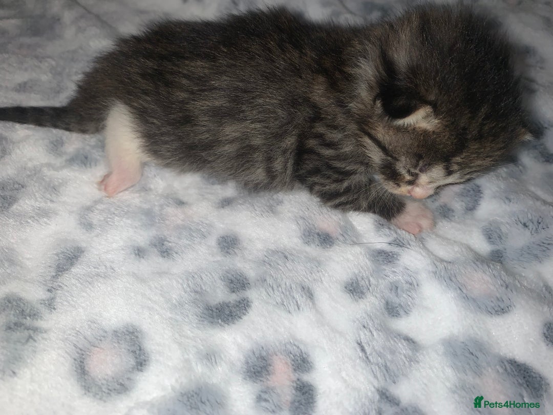 Mixed Breed cats for sale: Bright tabby’s and black kittens  - Advert 10