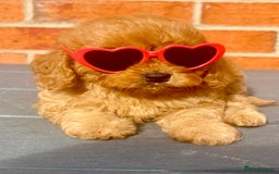 Cavapoo dogs for sale: Real Life Teddy Bears, Cavapoo babies  - Image 16