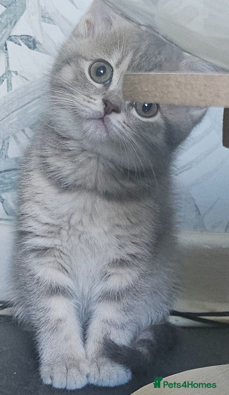 British Shorthair cats Tica registered Blue & Blue golden BSH - Advert 1